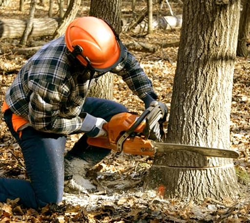 Tree Removal in Collinsville, MS